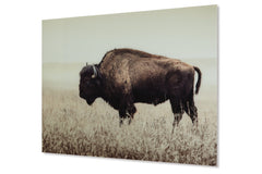 Brutus Wall Art - A8000289